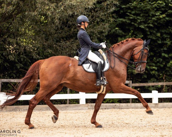 dressage horse Usambara S (Hanoverian, 2010, from United)