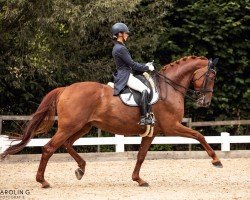 dressage horse Usambara S (Hanoverian, 2010, from United)