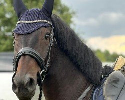 jumper Vladimir 20 (Oldenburg show jumper, 2016, from Vancouver d'Auvray)