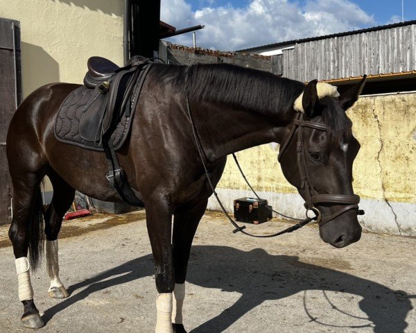 horse Dampfnudel (German Sport Horse, 2020, from Don Juan de Hus)