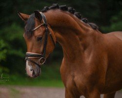horse Fürst Farwick (Oldenburg, 2021, from Fynch Hatton)
