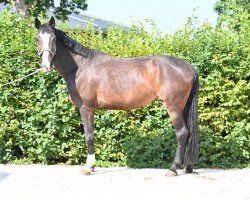 broodmare Donna Daria 6 (Württemberger, 2008, from Don Diamond)