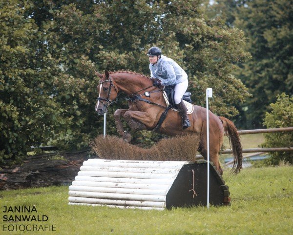 Springpferd Charly M 5 (Deutsches Sportpferd, 2016, von Canada) Springpferd Charly M 5 (Deutsches Sportpferd, 2016, von Canada)