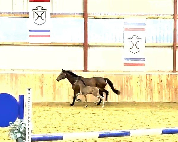 horse Hengst von Escamillo (Holsteiner, 2024, from Escamillo)