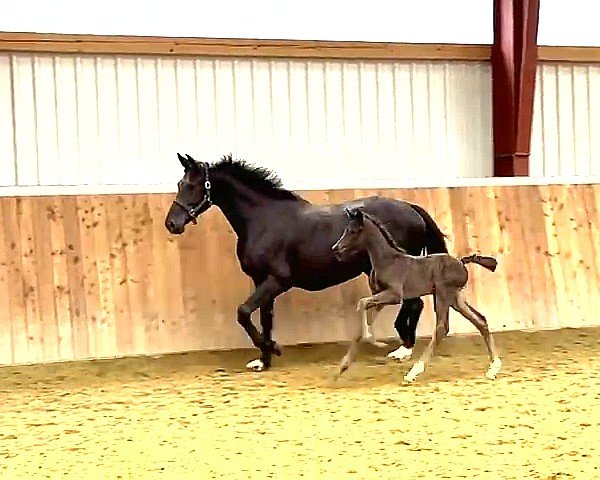 Pferd Hengst von Don Olymbrio (Holsteiner, 2024, von Don Olymbrio)