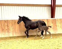 Pferd Hengst von Don Olymbrio (Holsteiner, 2024, von Don Olymbrio)