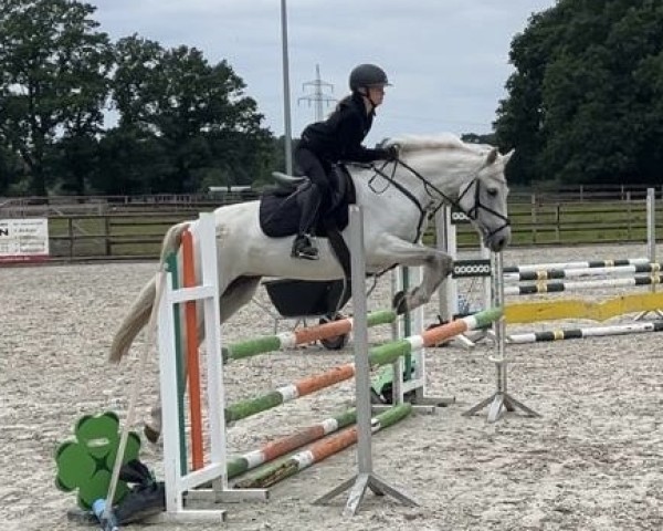 Springpferd Rose 99 (Connemara-Pony, 2018, von Glendine Kestrel)