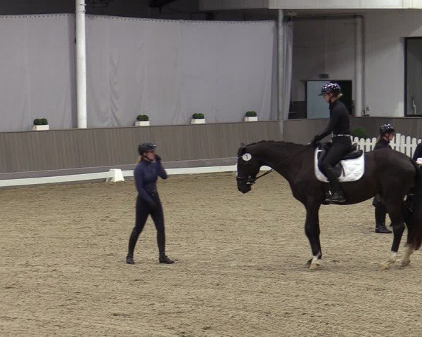 Westfälische Stutenleistungsprüfung Münster-Handorf 2024