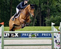 jumper Starline (Swedish Warmblood, 2015, from Balou)