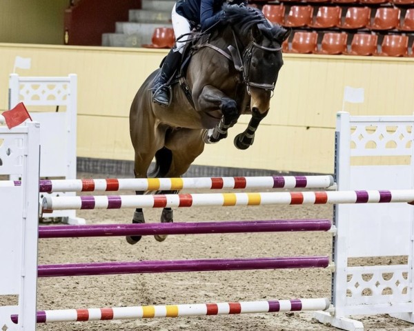 jumper Qadir V/t Dauwhof (Belgian Warmblood, 2016, from Karmel van de Watering)