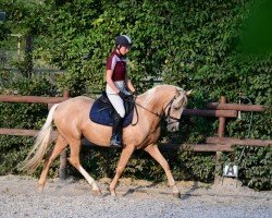 Deckhengst Equibreed's Cornetto's Dream (Deutsches Reitpony, 2020, von Cornetto KV)