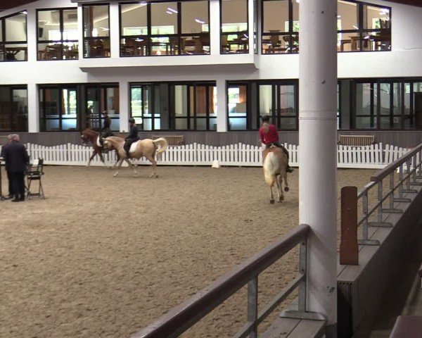 Westfälische Stutenleistungsprüfung Münster-Handorf 2024