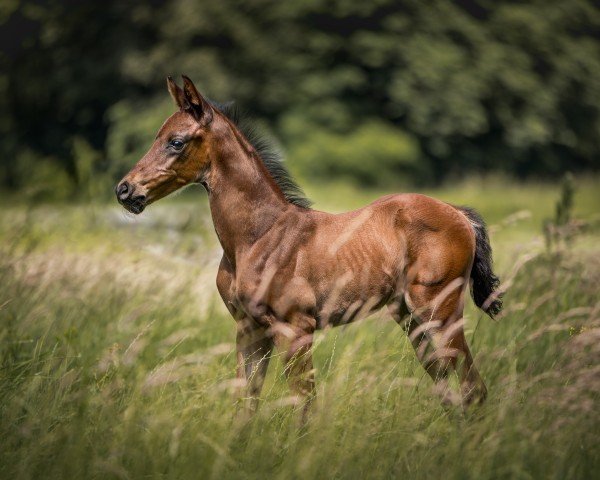 horse Flitziskus SPO (Westphalian, 2024, from Franziskus FRH)