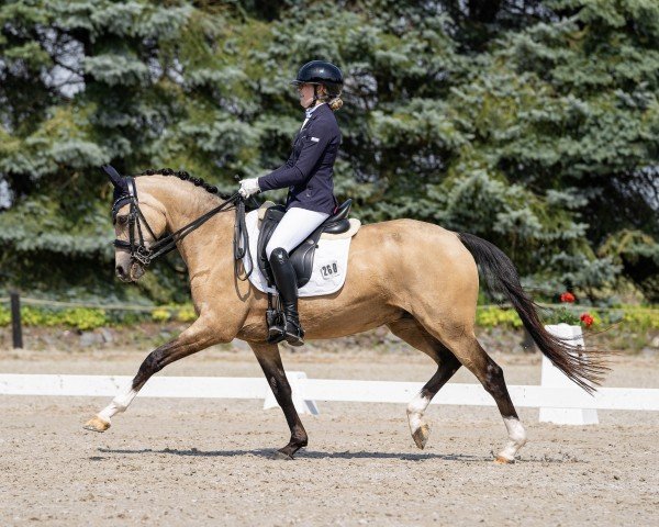 broodmare Mera Luna (German Riding Pony, 2010, from Miraculix)