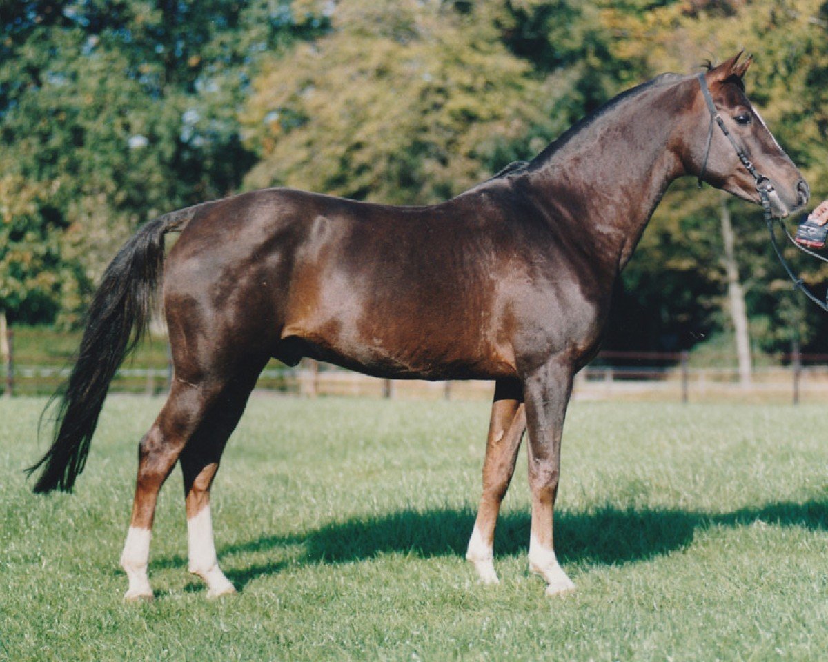 stallion Juravel ox (Arabian purebred, 1987, from Kapral 1980 ox)