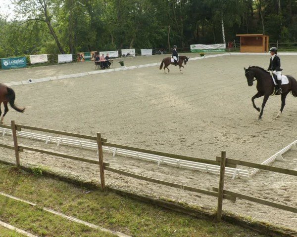 Reitturnier Ditzingen 2024