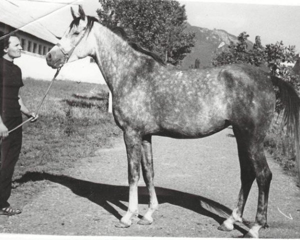 broodmare Caravella ox (Arabian purebred, 1975, from Aswan 1958 EAO)