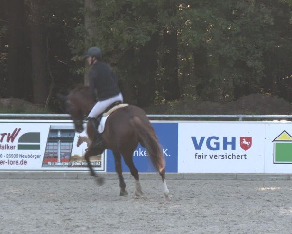 Reitturnier Dörpen 2024