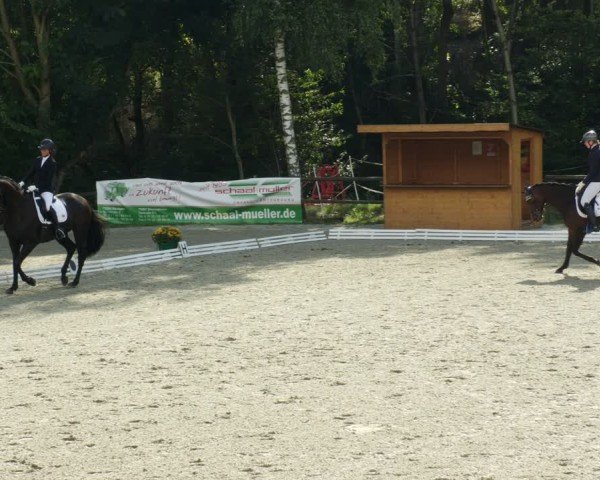 Reitturnier Ditzingen 2024