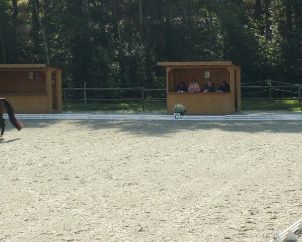 Reitturnier Ditzingen 2024