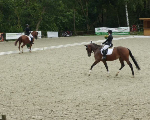 Reitturnier Ditzingen 2024