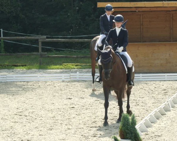 Reitturnier Ditzingen 2024