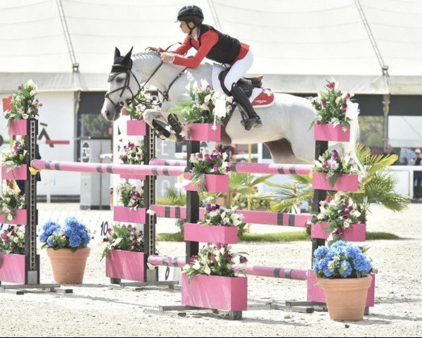 Springpferd Clementine (Französisches Pony, 2012, von Mozart de Beny)