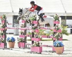 jumper Clementine (French Pony, 2012, from Mozart de Beny)