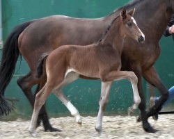 horse Hengst von Sebastino PS / Sir Donnerhall (Oldenburg, 2024, from Sebastino PS)