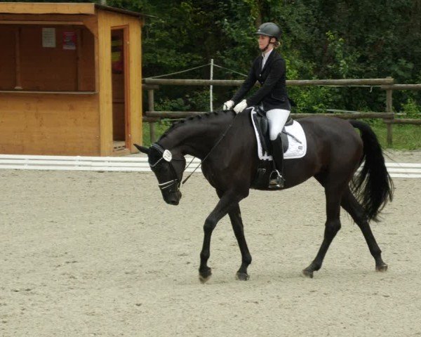 Reitturnier Ditzingen 2024