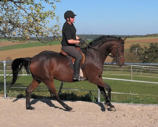 Pferd Caytano (Württemberger, 2011, von FBW Cayton)