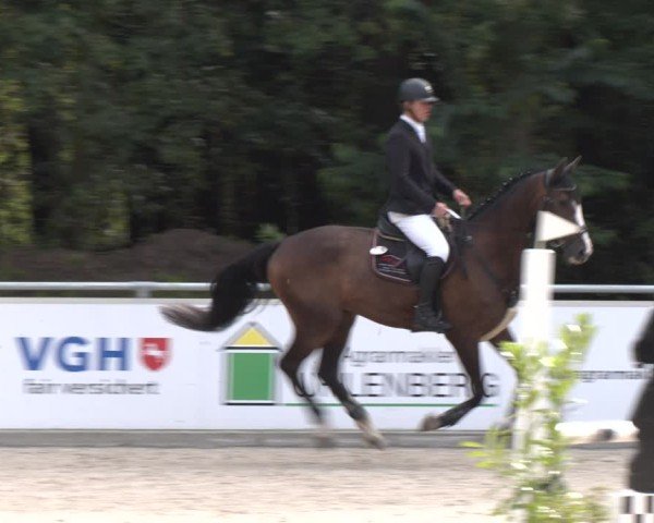 Equestrian Show Dörpen 2024
