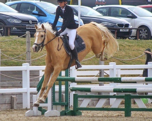Deckhengst Kaleo van Orchid's (Nederlands Rijpaarden en Pony, 2017, von Kanshebber)
