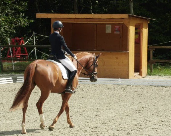 Reitturnier Ditzingen 2024