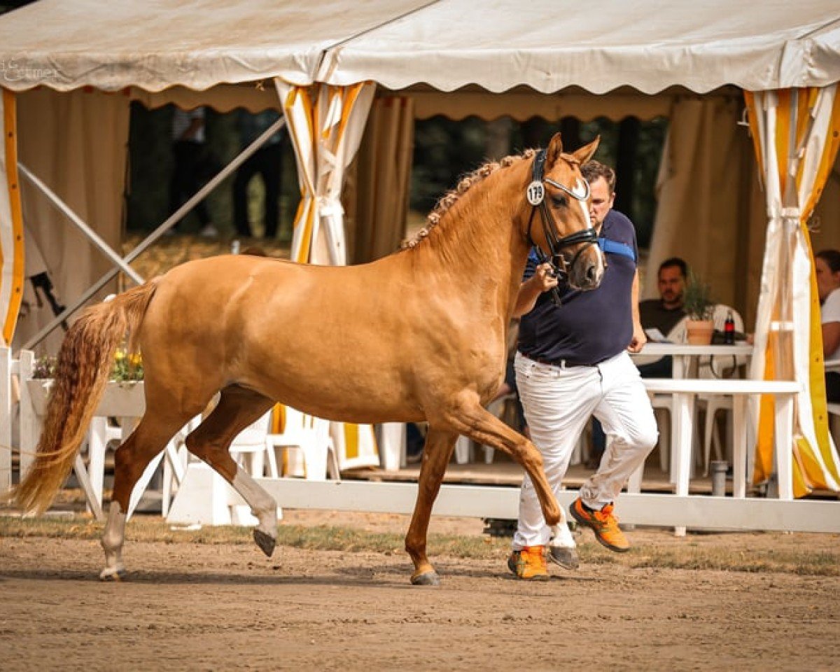 horse Stute von D-Gold AT NRW / FS Don't Worry (German Riding Pony, 2021, from D-Gold AT NRW)