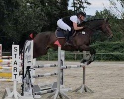 jumper Chicco Blue B (Hanoverian, 2018, from Chacoon Blue)
