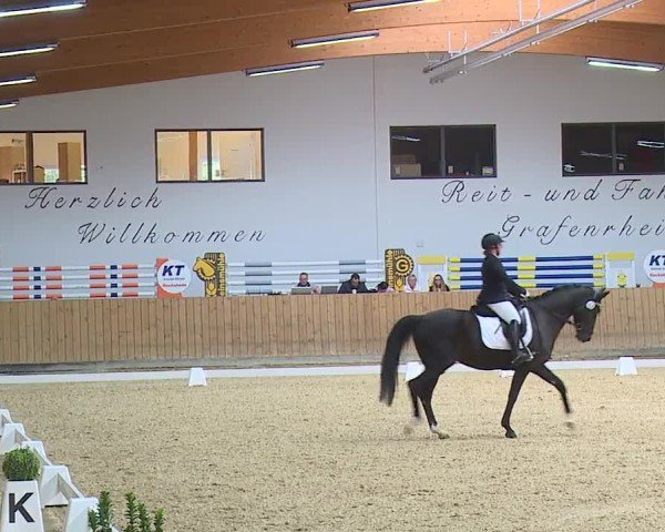 Reitturnier Grafenrheinfeld/Ufr. 2024