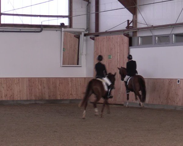 Reitturnier Albersloh 2024