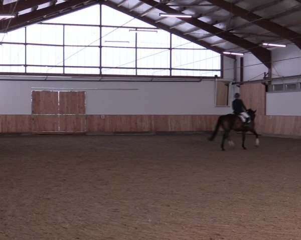 Reitturnier Albersloh 2024