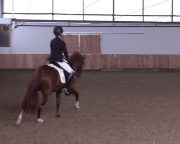 Reitturnier Albersloh 2024