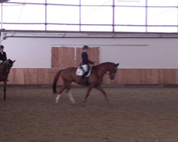 Reitturnier Albersloh 2024