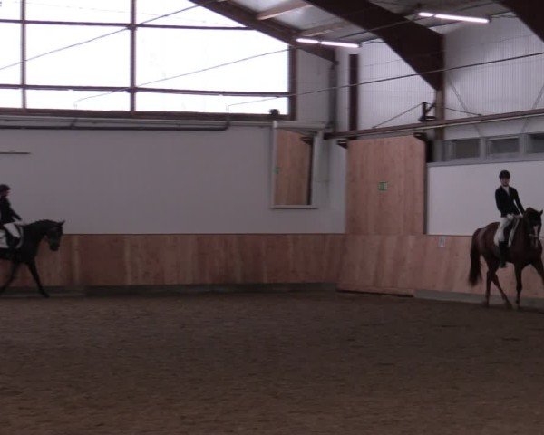 Reitturnier Albersloh 2024