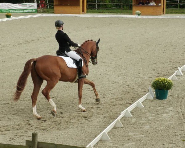 Reitturnier Ditzingen 2024