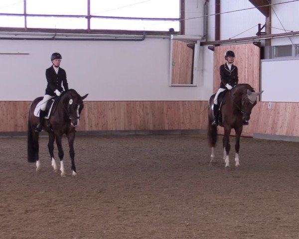 Reitturnier Albersloh 2024