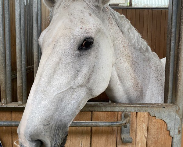 jumper Farosso (KWPN (Royal Dutch Sporthorse), 2010, from Carosso VDL)