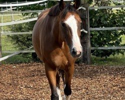 dressage horse Cinsinati (Latvian Warmblood, 2017, from Carpaccio II)