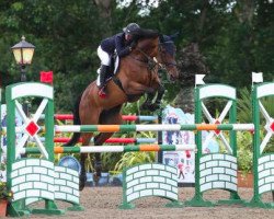 jumper Daylight 230 (German Warmblood, 2005, from Da Lisco)