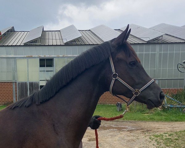 horse Richmond (Rhinelander, 2022, from Ribery Gold)