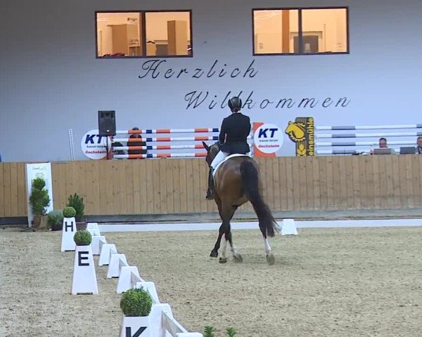 Reitturnier Grafenrheinfeld/Ufr. 2024