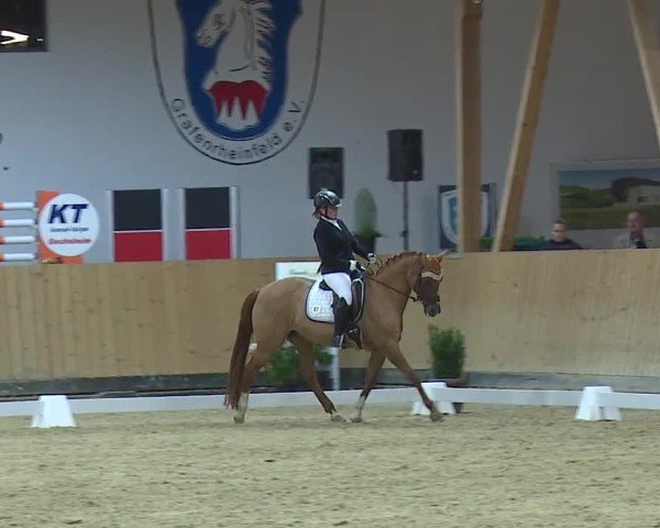 Reitturnier Grafenrheinfeld/Ufr. 2024